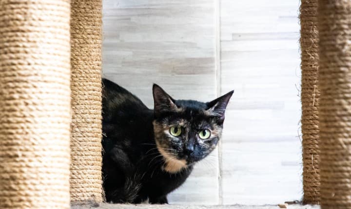 Mutirão gratuito visa saúde e controle de gatos